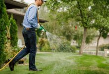 Maximizing Lawn Care with Proper Watering