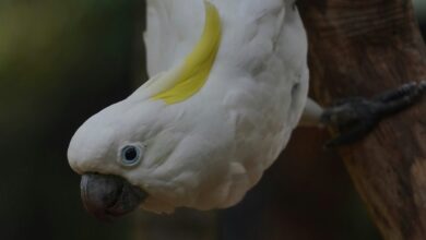 enterprise signal intelligence overview