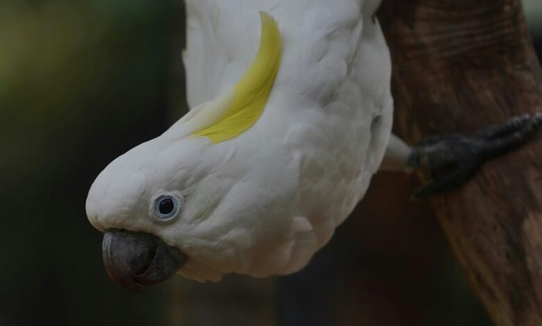 enterprise signal intelligence overview