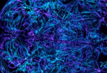 apex beam neural pulse